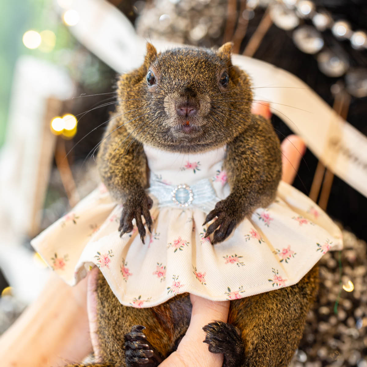 【高訂款】牽引外出衣(小碎花/白):圖片 2