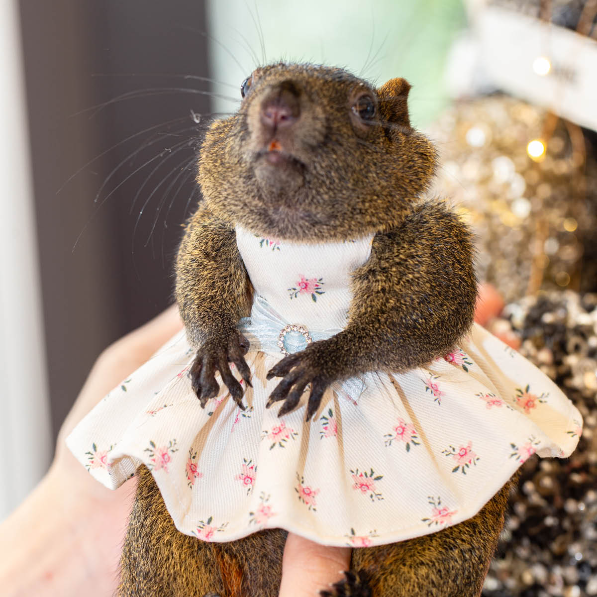 【高訂款】牽引外出衣(小碎花/白):圖片 3